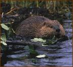 beaver2