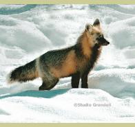 winterfox